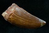 Carcharodontosaurus Tooth - A Real Gem #12105-1